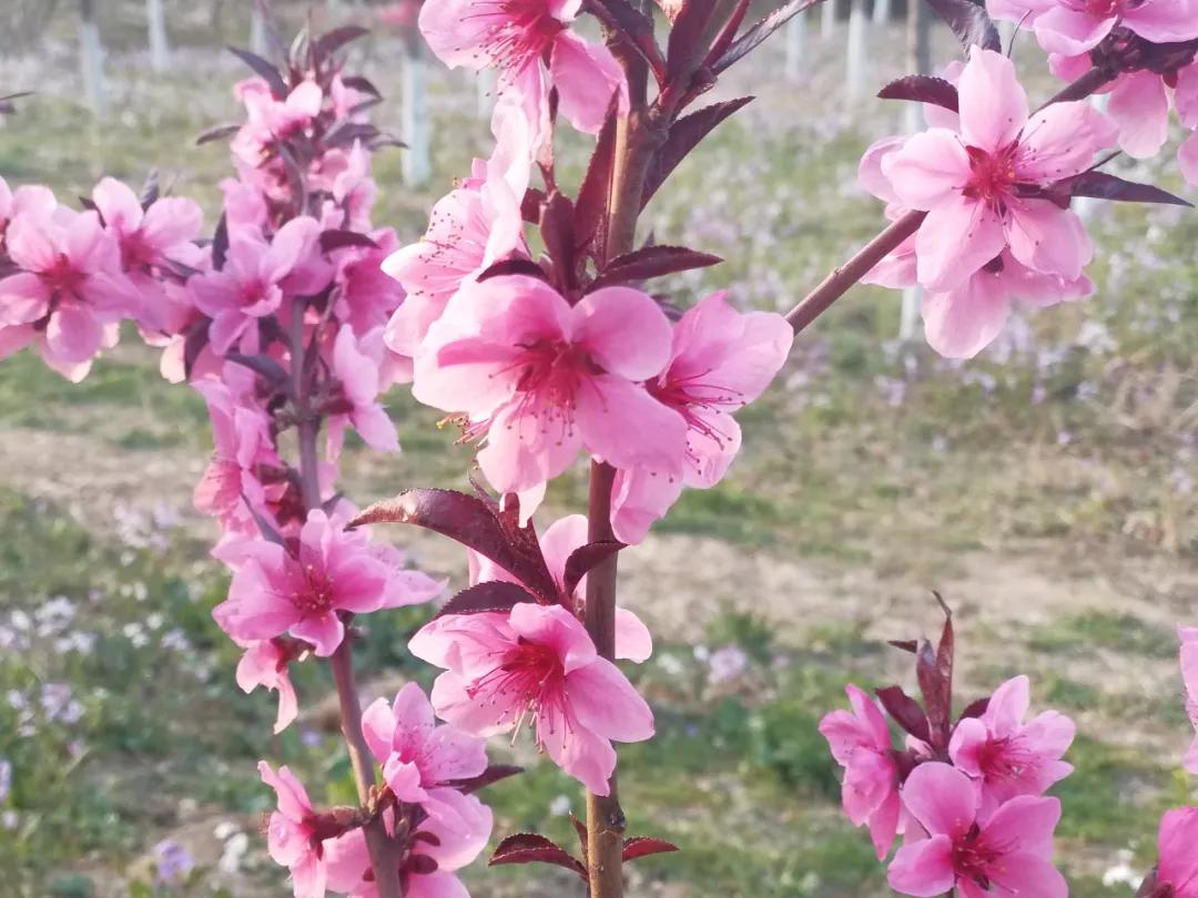 888电子集团登录